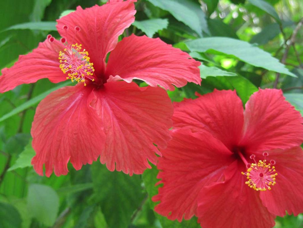 hibiscus flower, the inspiration for the August monthly cover for bullet journal